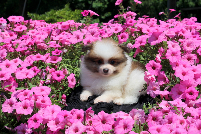 puppy, for, sale, Pomeranian, Matthew B. Stoltzfus, dog, breeder, Gap, PA, dog-breeder, puppy-for-sale, forsale, nearby, find, puppyfind, locator, puppylocator, aca